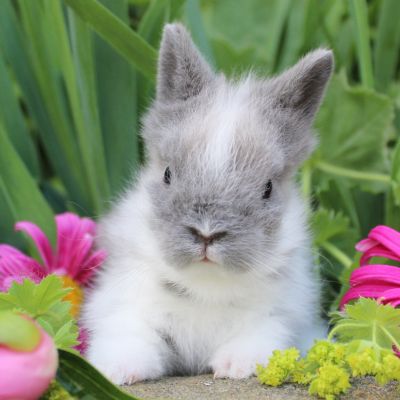 Animal Expert Repentigny