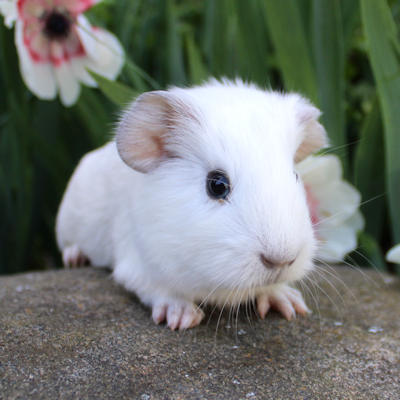 Animalerie de Cowansville