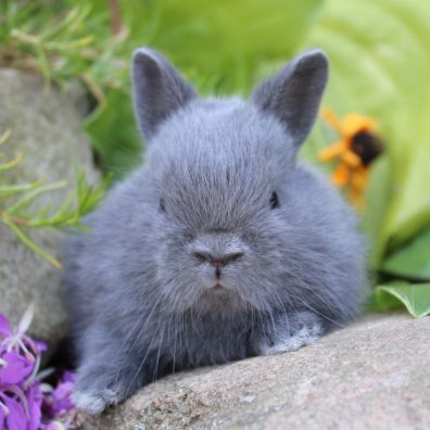 Animalerie de St-Hyacinthe
