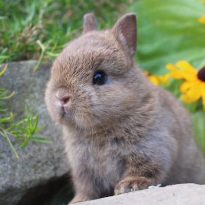 Animalerie de Granby