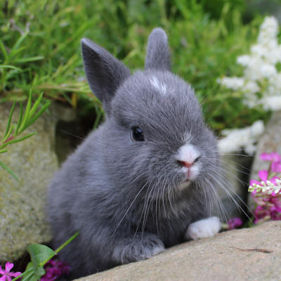 Animalerie Mon Favori