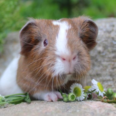 Animalerie de Granby