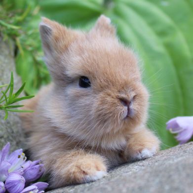 Animal Expert Repentigny