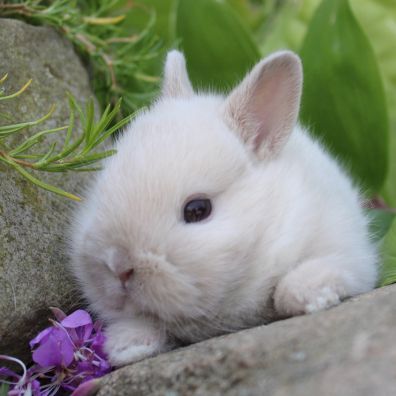 Animalerie Mon Favori