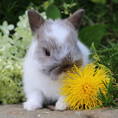 Brownie bébé
