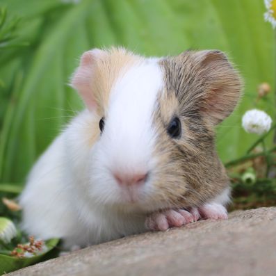 Animal Expert St-Hubert