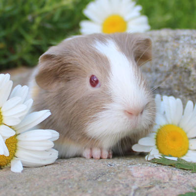 Animalerie de St-Hyacinthe
