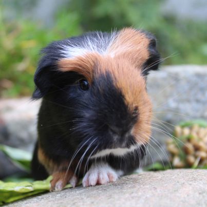 Animalerie de St-Hyacinthe