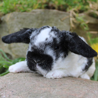 Animalerie de St-Hyacinthe