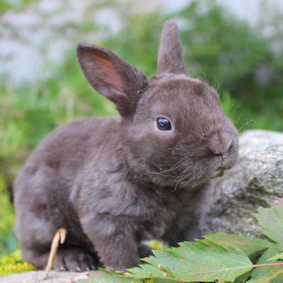 Animal Expert St-Hubert
