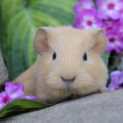 Animal Expert St-Hubert