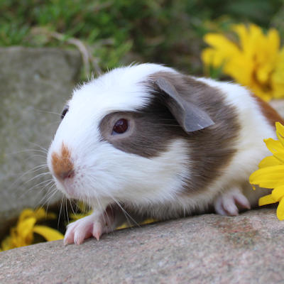 Animal Expert Beloeil