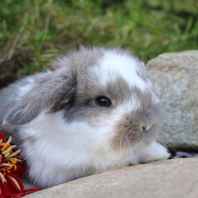 Animal Expert Beloeil