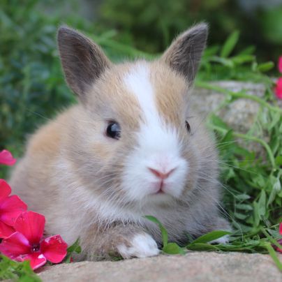 Animal Expert St-Hubert