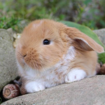 Animal Expert Repentigny