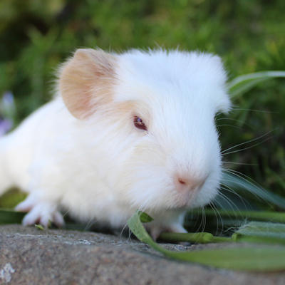 Animal Expert Beloeil