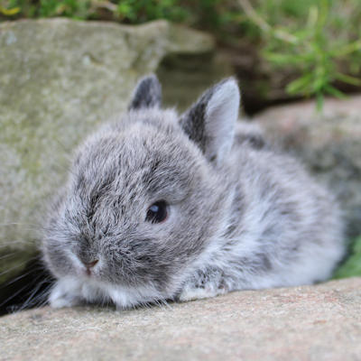 Animalerie de St-Hyacinthe