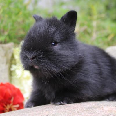 Animal Expert (Repentigny)