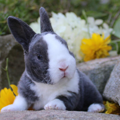 Animalerie de Granby