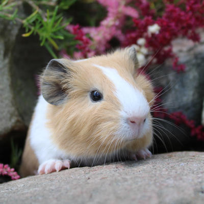 Animalerie de Granby