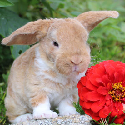 Animalerie de St-Hyacinthe