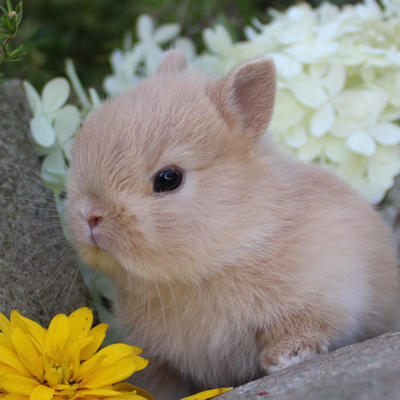 Animalerie Mon Favori (Granby)