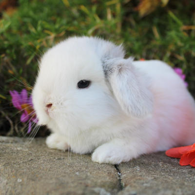 Animal Expert Repentigny