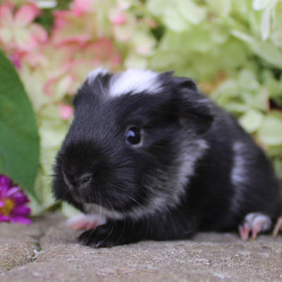 Animal Expert St-Hubert