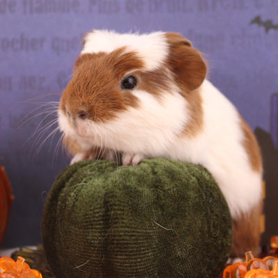 Animal Expert Beloeil