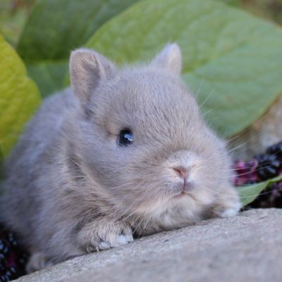 Animalerie Mon Favori